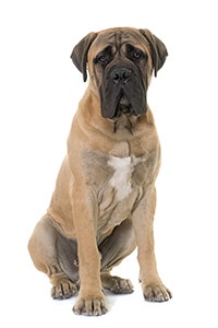 Mastiff-Steckbrief