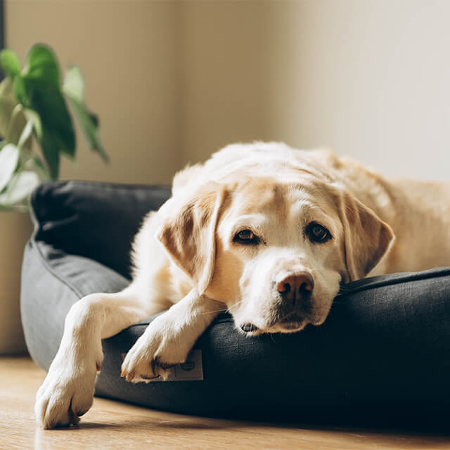 Ein älterer Labrador liegt entspannt in seinem Hundebett