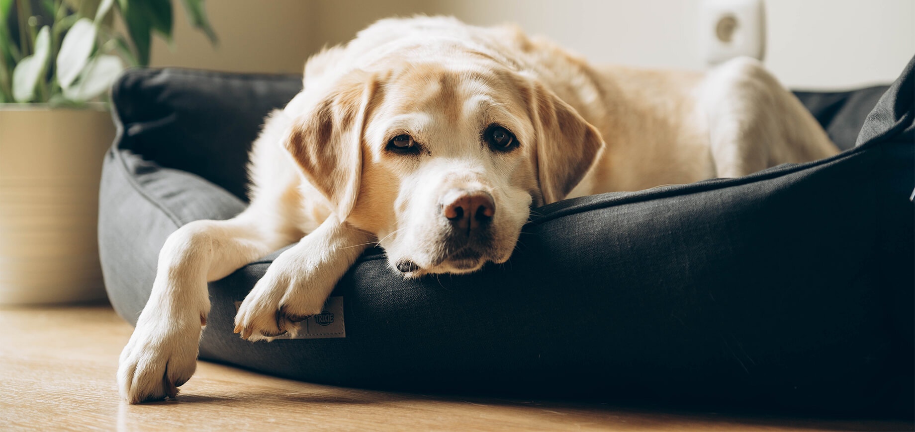 Ein älterer Labrador liegt entspannt in seinem Hundebett