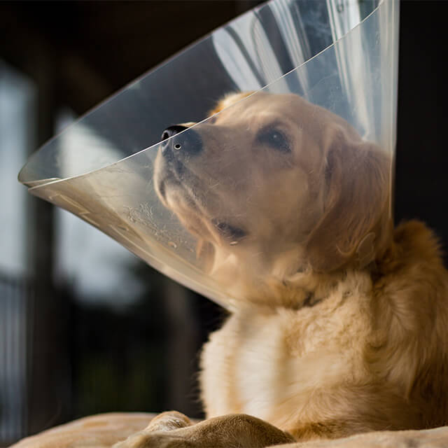 Traurig blickender Hund, der ein elisabethanisches Halsband trägt.