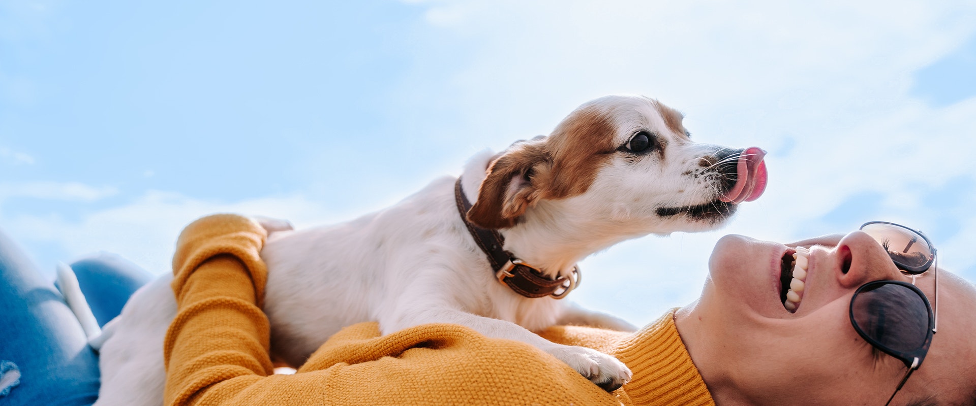 Eine junge Frau lacht mit dem Rücken zur Kamera, während ein beige-weißer Jack Russell Terrier auf ihrer Brust sitzt und versucht, ihr Gesicht zu lecken.