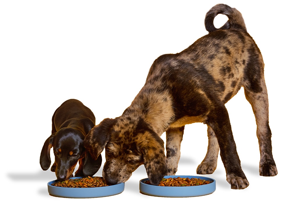 Ein Cocker Spaniel kaut auf einem Pedigree Dentastix Zahnpflegekaustreifen