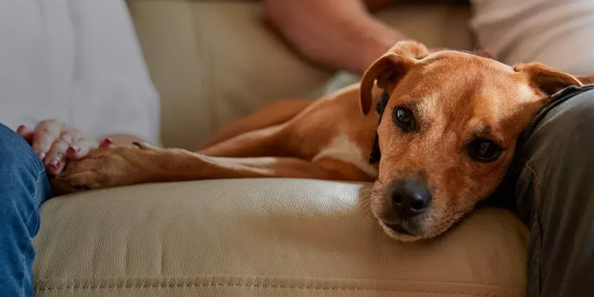 Ein brauner Mischlings-Rettungshund liegt auf einem Sofa zwischen zwei Personen.