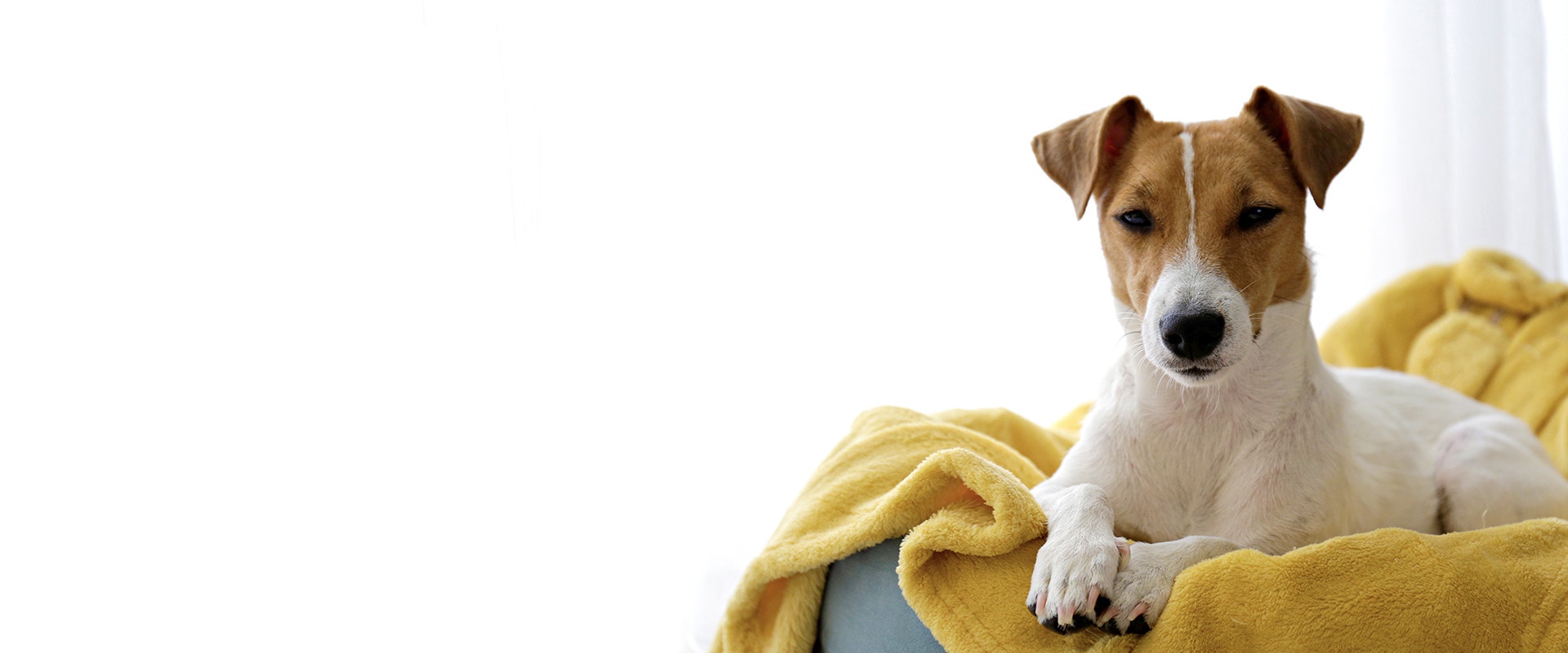 Ein braun-weißer Jack Russell Terrier liegt auf einer gelben Decke in einem Hundekörbchen