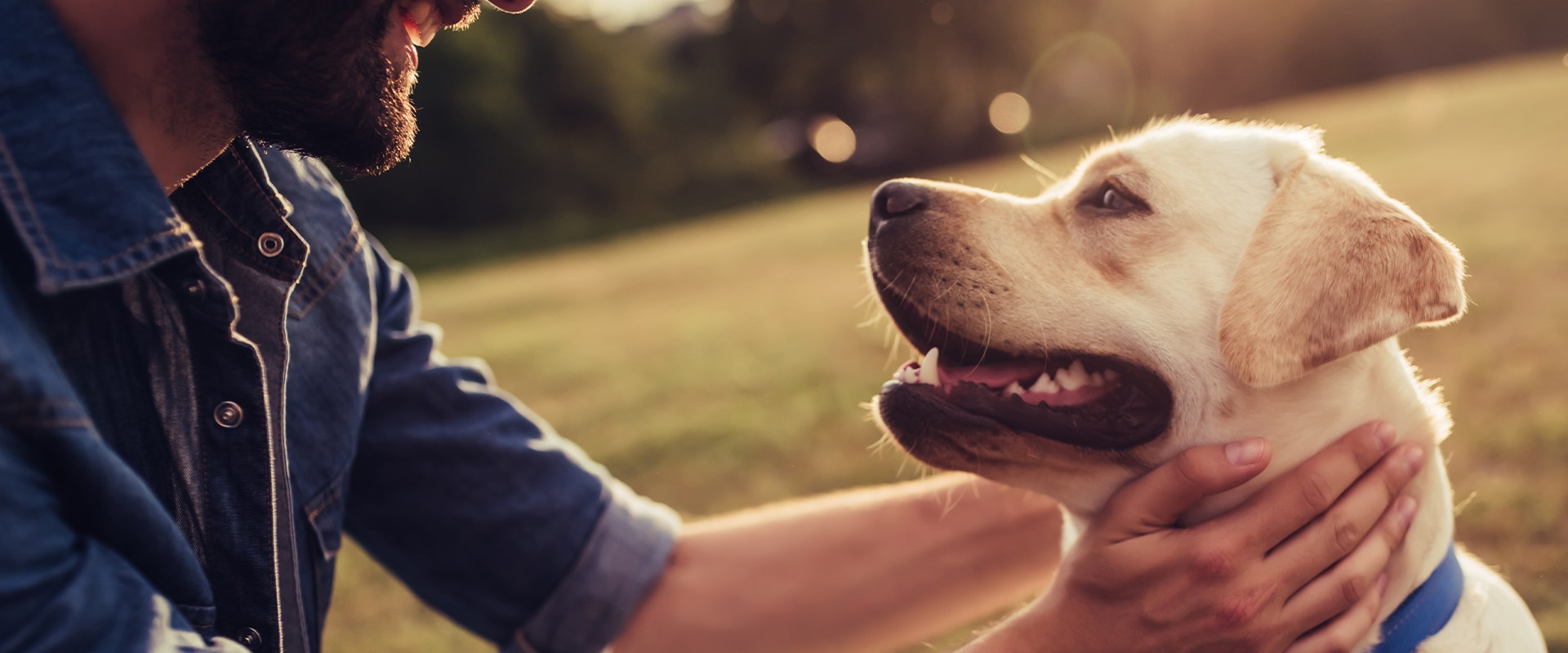 Ein Mann hockt sich vor einen Golden Retriever und streichelt ihn am Hals.