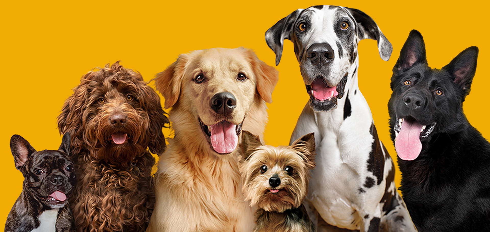 Eine Gruppe von Hunden verschiedener Rassen schaut in die Kamera, darunter ein Cockapoo, Golden Retriever, Yorkshire Terrier, Deutsche Dogge und Deutscher Schäferhund.