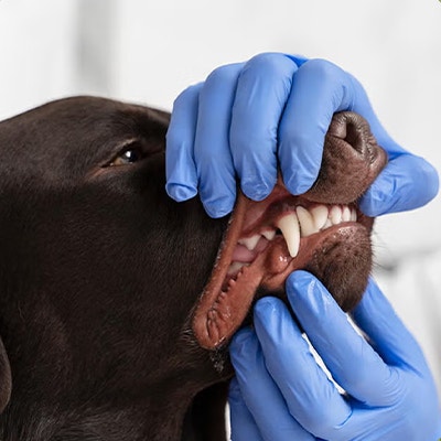 Pedigree Zahnpflege für Hunde