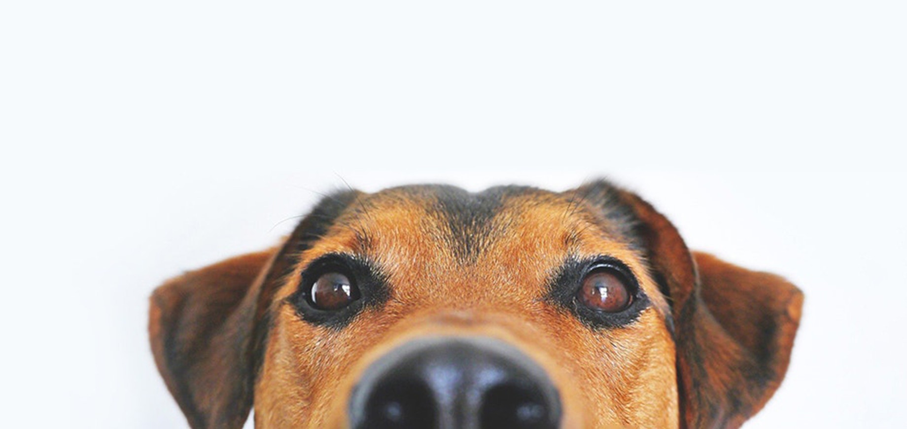 Können Sie Fakten und Fiktion unterscheiden, wenn es um Hunde in Tierheimen geht?