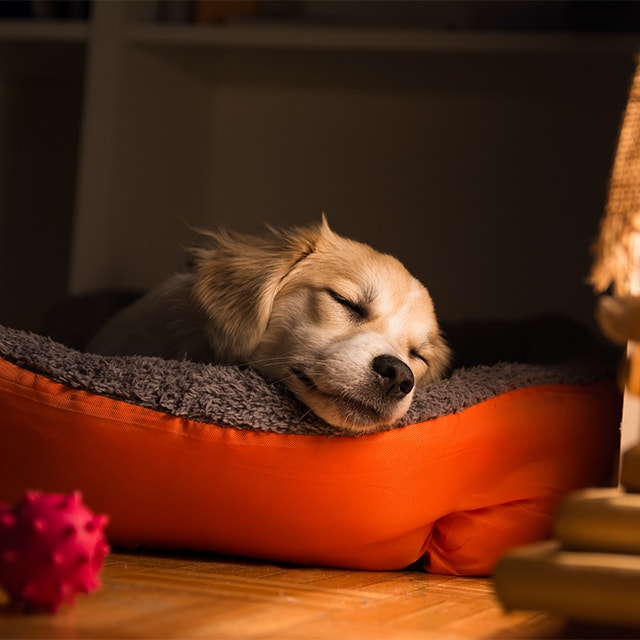 Hund liegt schlafend in seinem Bett
