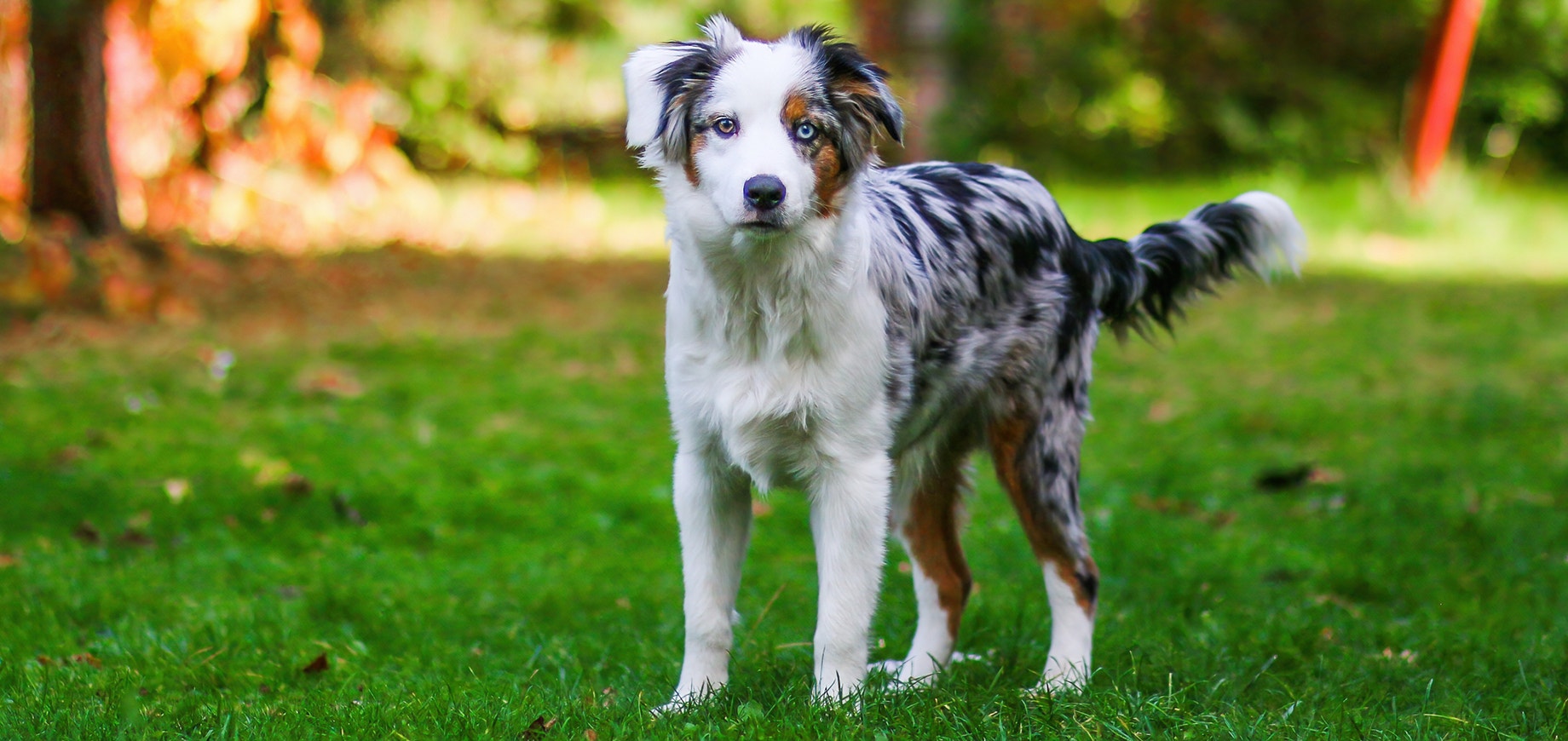 Ein Hund schaut in die Kamera