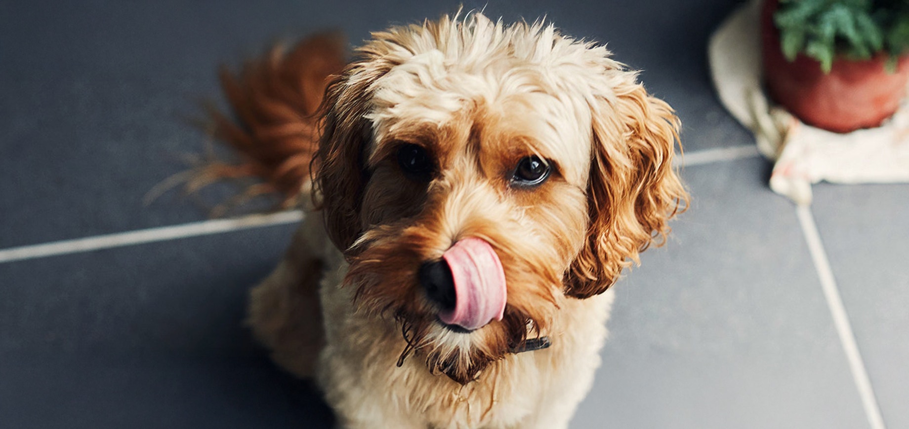 5 Tipps für neue Hunde-Eltern nach der Adoption