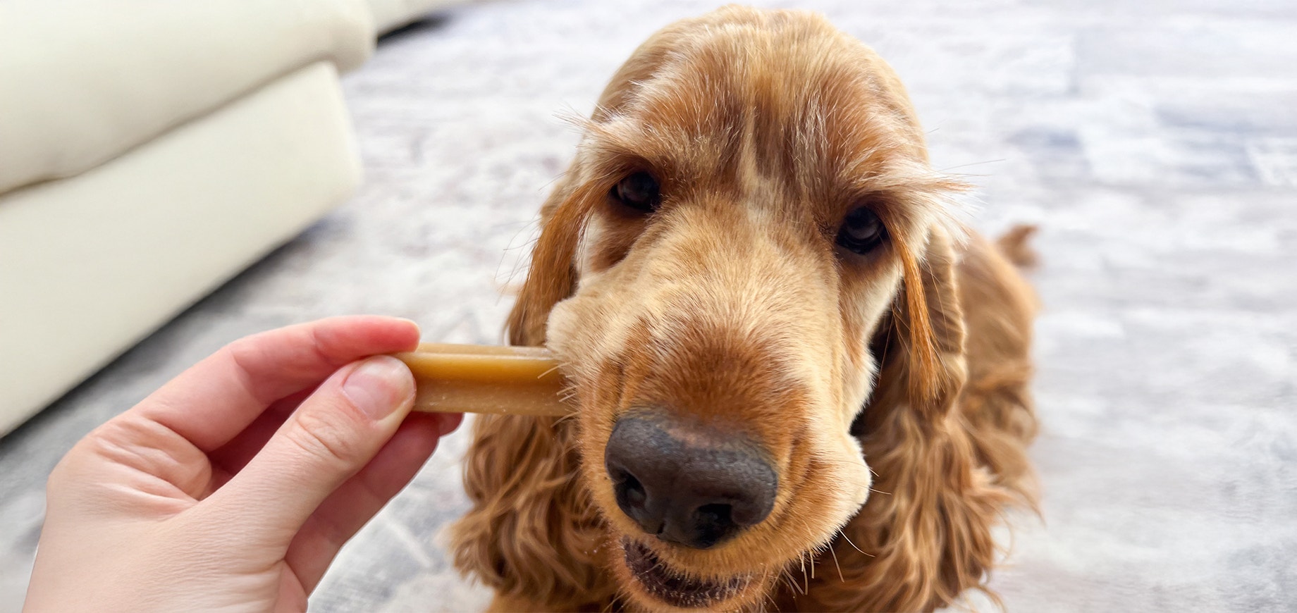 Eine Nahaufnahme eines goldenen English Cocker Spaniels, der einen Zahnpflege-Kaustick aus der Hand einer Person nimmt.