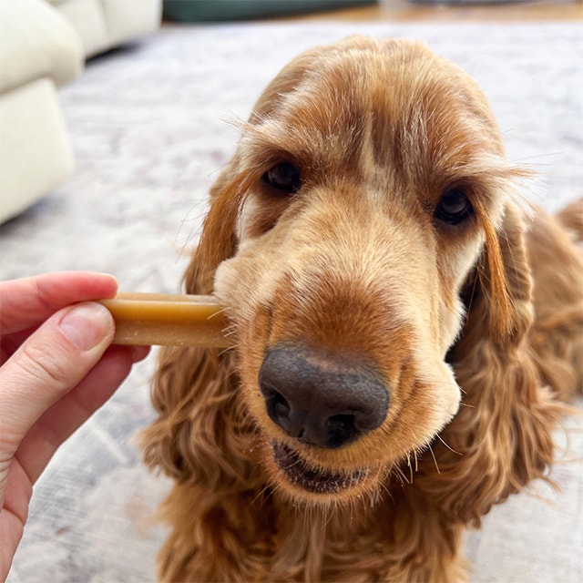 Eine Nahaufnahme eines goldenen English Cocker Spaniels, der einen Zahnpflege-Kaustick aus der Hand einer Person nimmt.