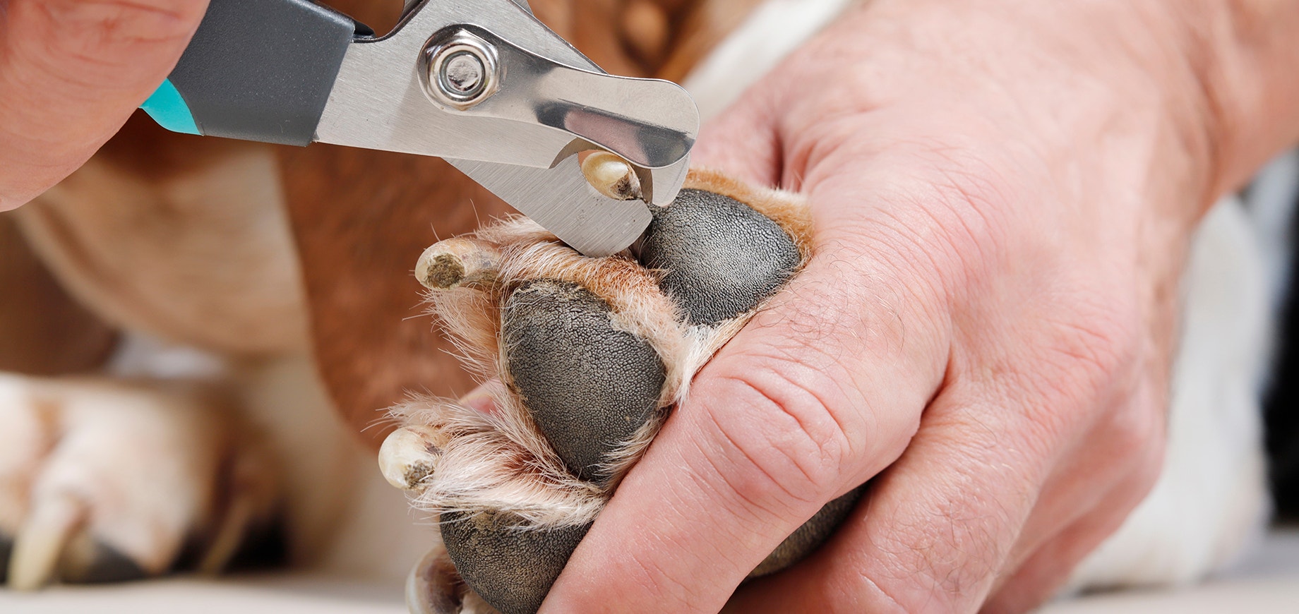 Hundekrallen schneiden mit einer Krallenzange