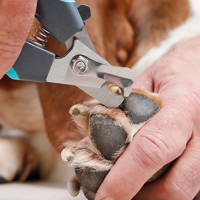Hundekrallen schneiden mit einer Krallenzange