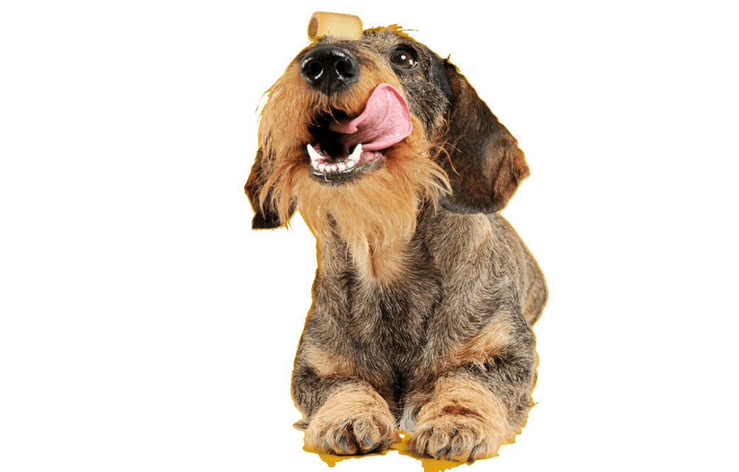 Jeder Hund verdient ein liebevolles Zuhause™