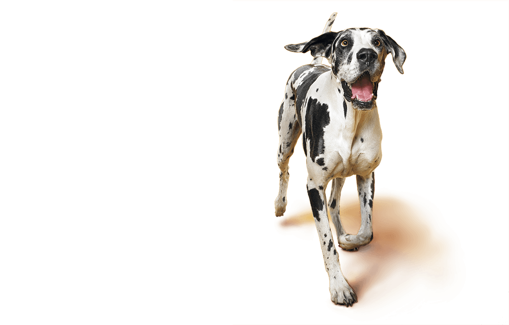 Harlequin Dane