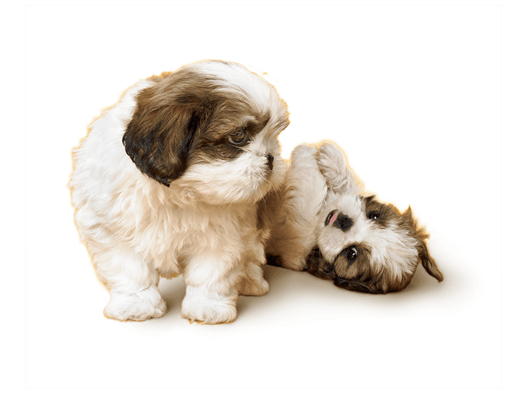 Shih Tzu Puppies