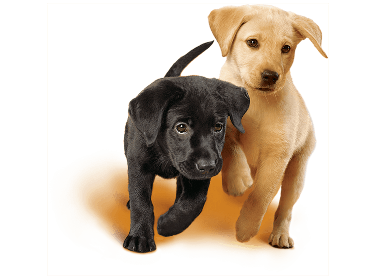 Labrador puppies