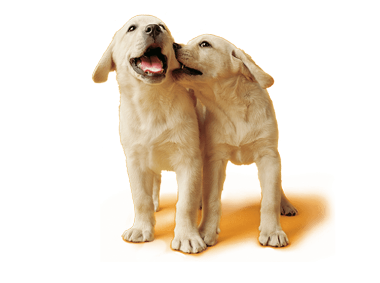 Yellow Labrador Puppies