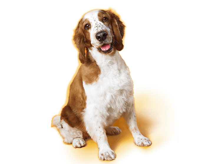 Welsh Springer Spaniel