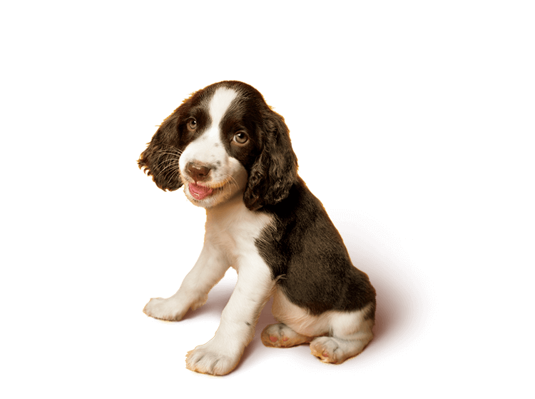 Spaniel Puppy