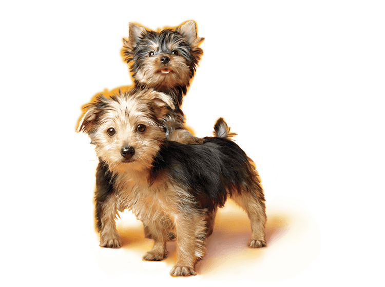 Yorkshire Terrier Puppies