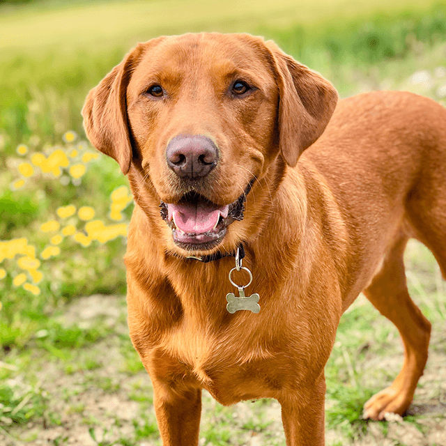 Alte Hunde erziehen