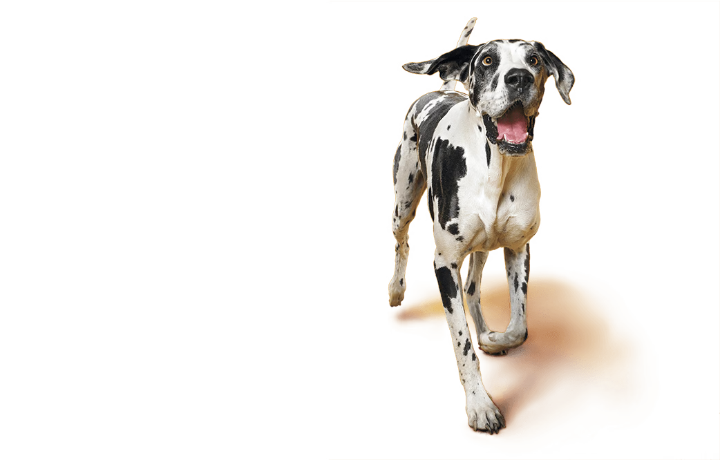 Neuer Hund