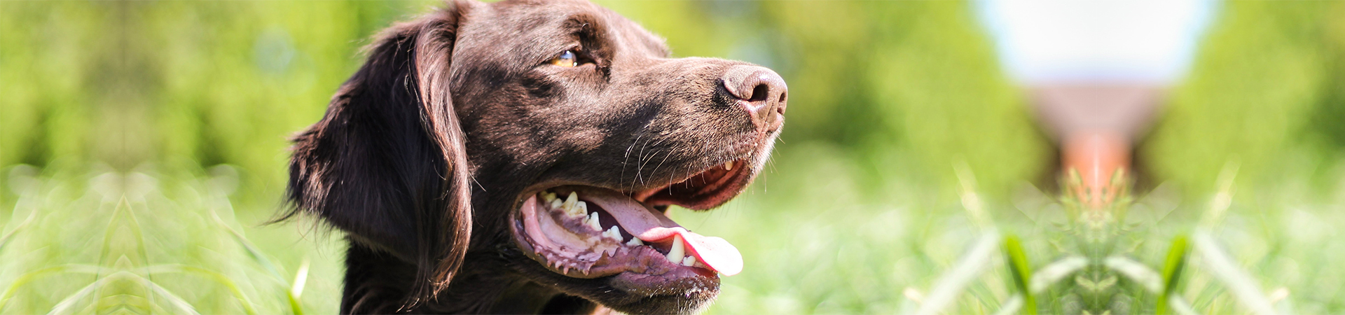 large_the-first-few-days-with-your-new-dog_1628259689836.jpeg
