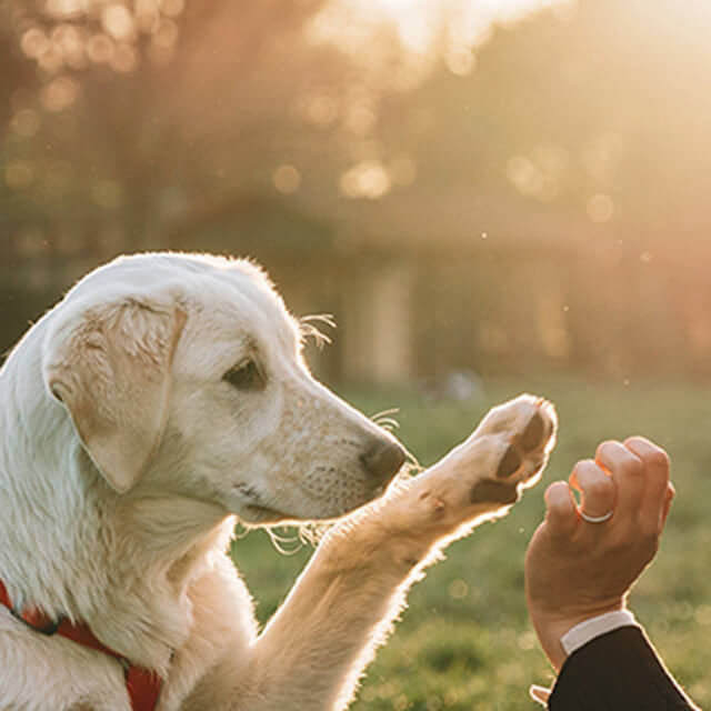 10 Dinge, bevor Sie sich einen Hund anschaffen