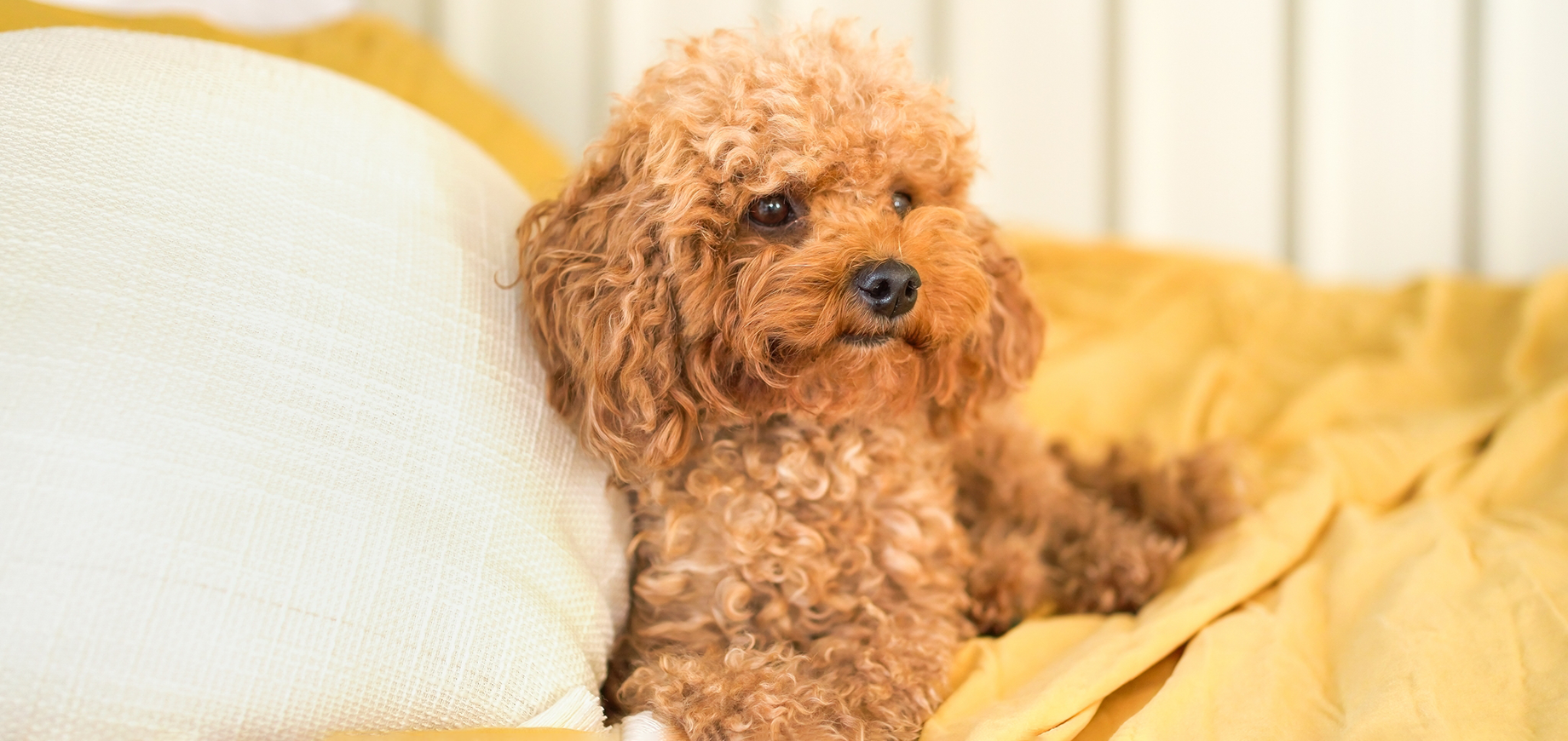 Canine-colds-detail.png