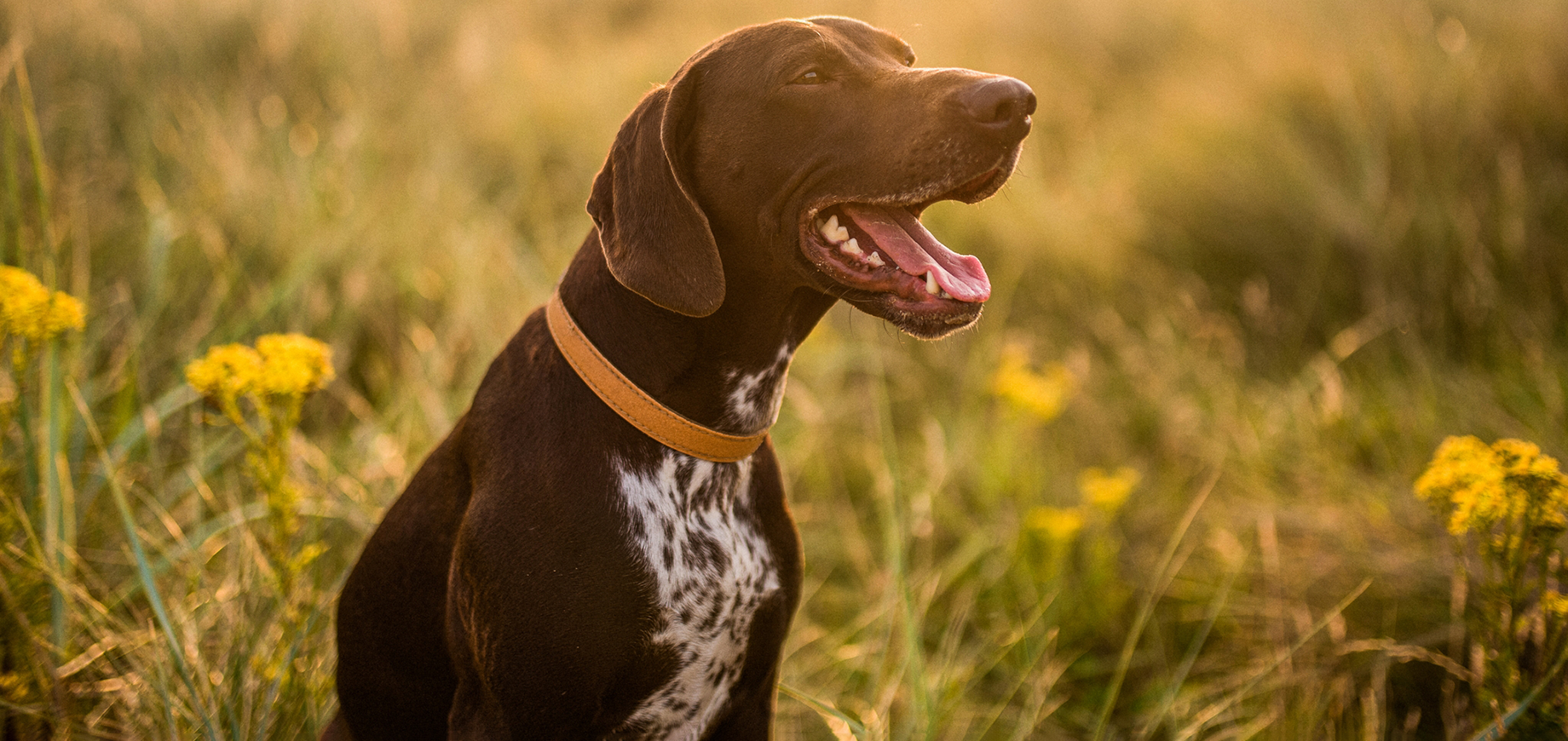 Die-ersten-Tage-mit-einem-neuen-Hund-aus-dem-Tierheim-detail.png