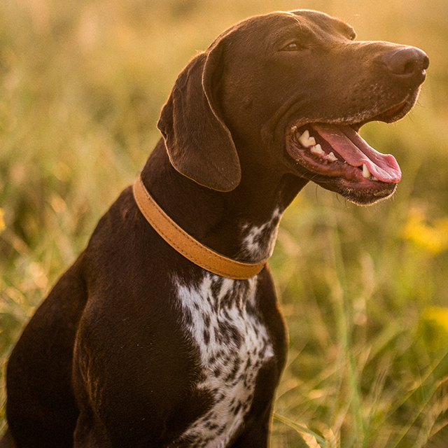 Die-ersten-Tage-mit-einem-neuen-Hund-aus-dem-Tierheim-mobile.png