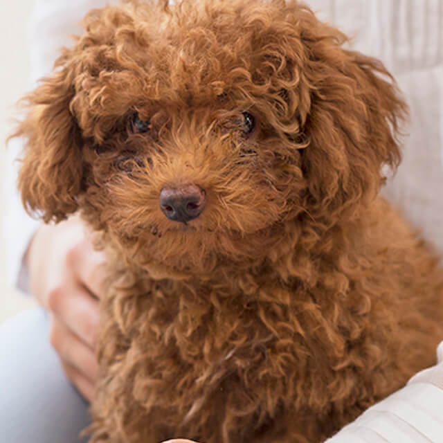 Facts-Every-Toy-Poodle-Owner-Should-Know_4.jpg