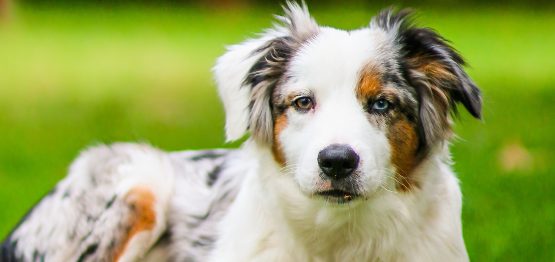 Gehorsam-von-Hund-und-Welpe-detail.png