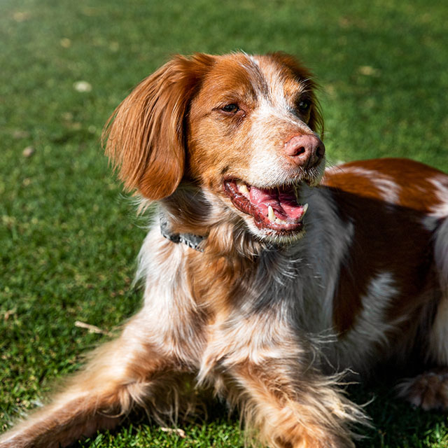 Hindern-Sie-Ihren-Hund-daran-an-Menschen-hochzuspringen-mobile.png