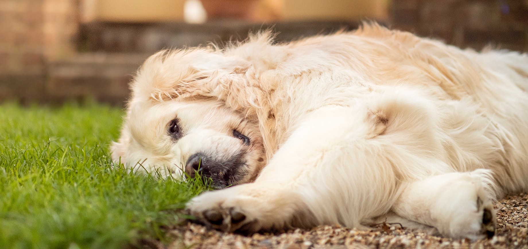 Ihr-Hund-gräbt-im-Garten-detail.png