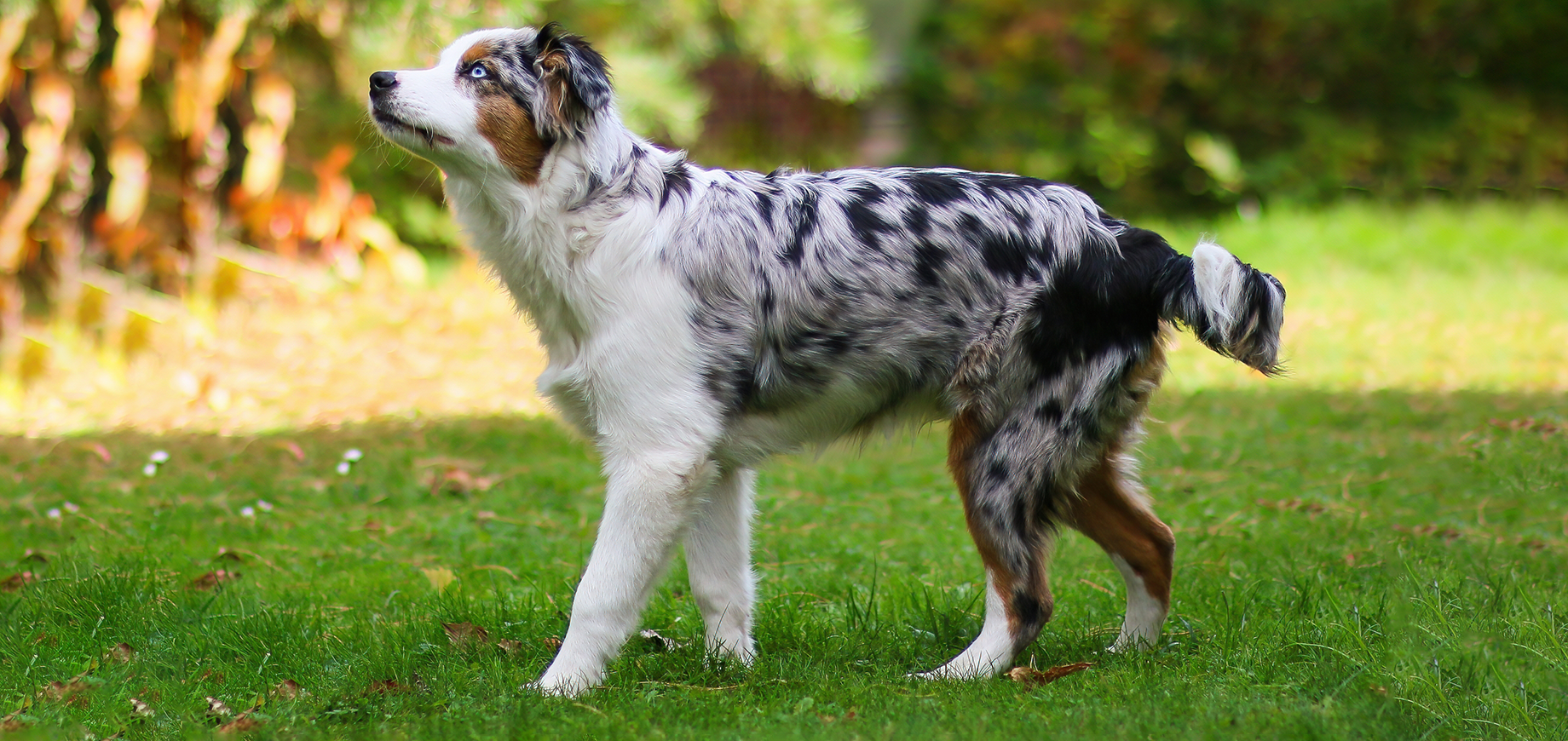 Mit-Ihrem-Hund-oder-Welpen-spielen-detail.png