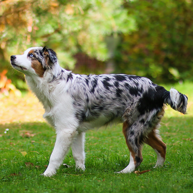 Mit-Ihrem-Hund-oder-Welpen-spielen-mobile.png