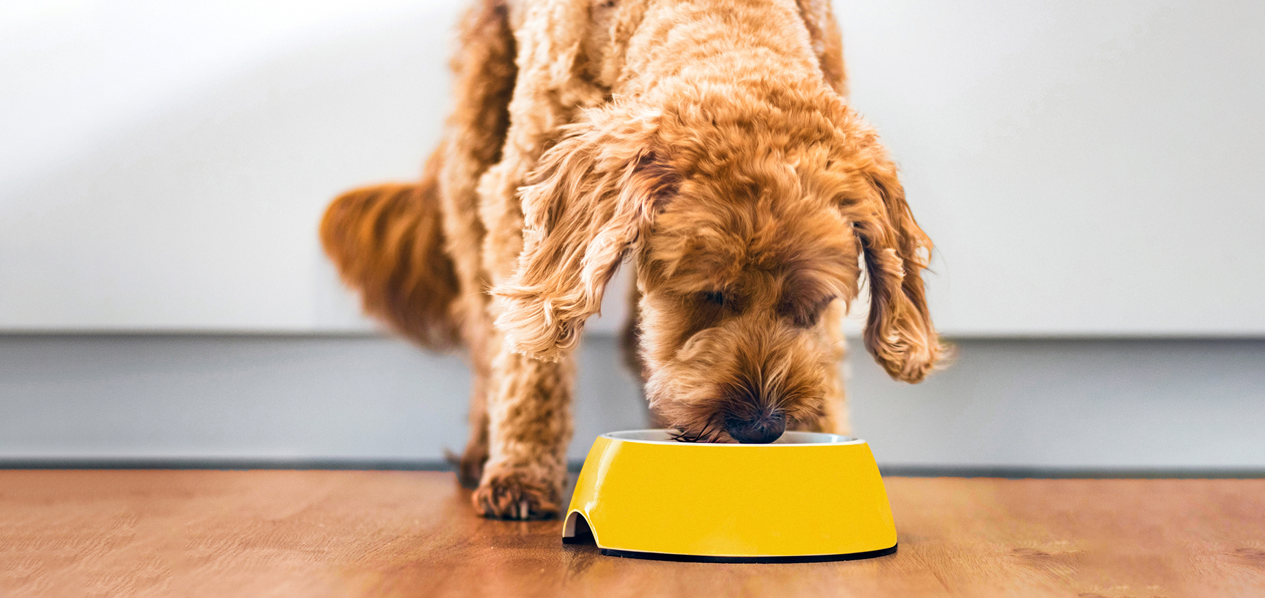 Nahrungsumstellung-bei-Ihrem-Hund-detail.png