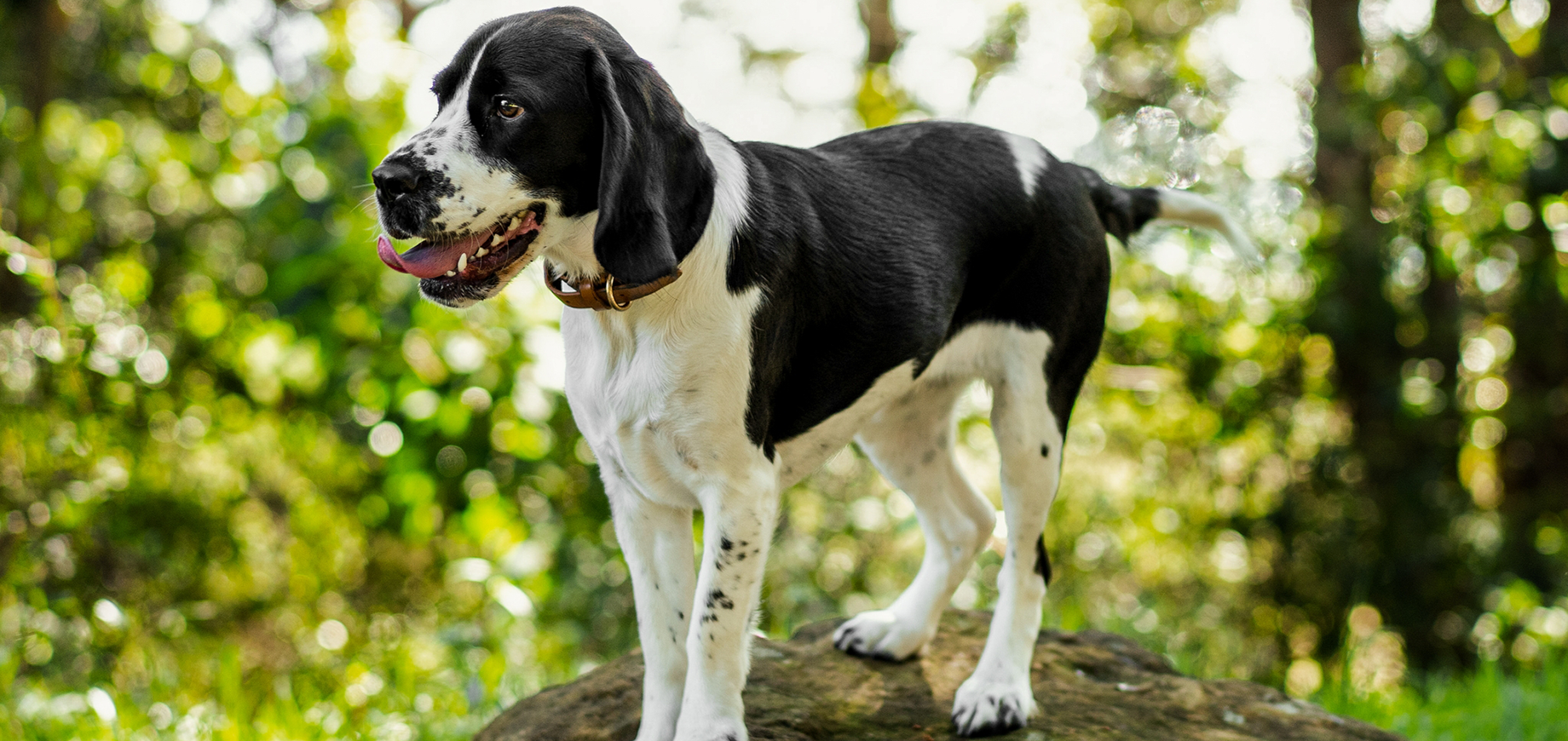 Which-breed-of-dog-or-puppy-is-right-for-you-detail.png