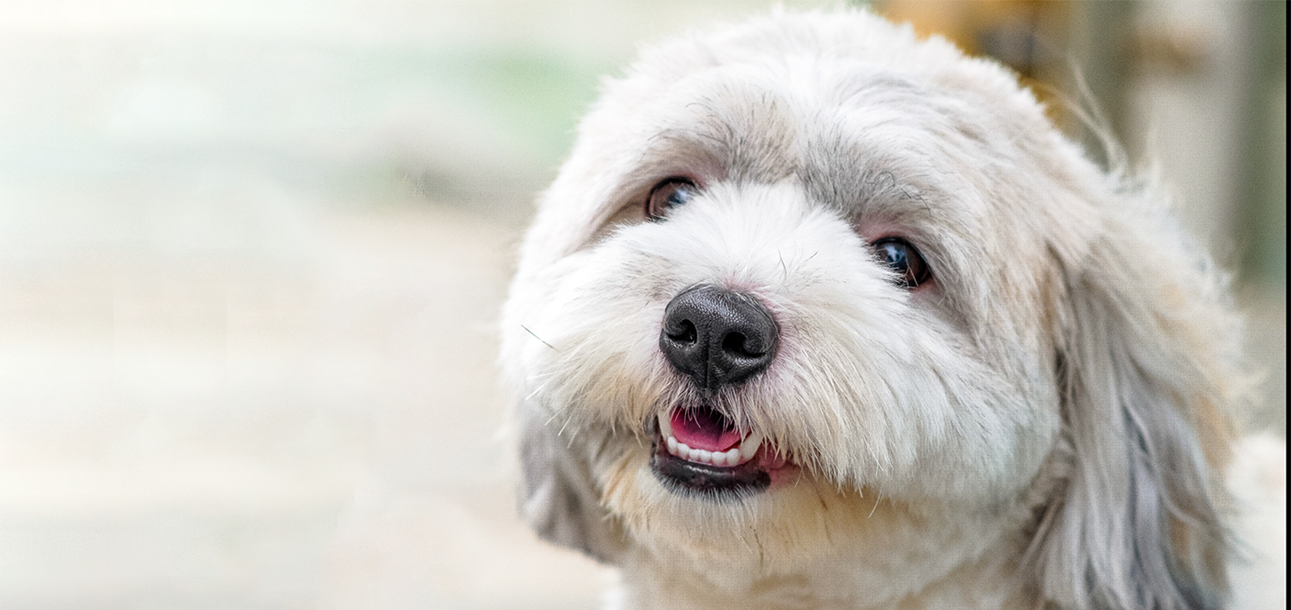 Zahnpflege-beim-Hund-detail.png