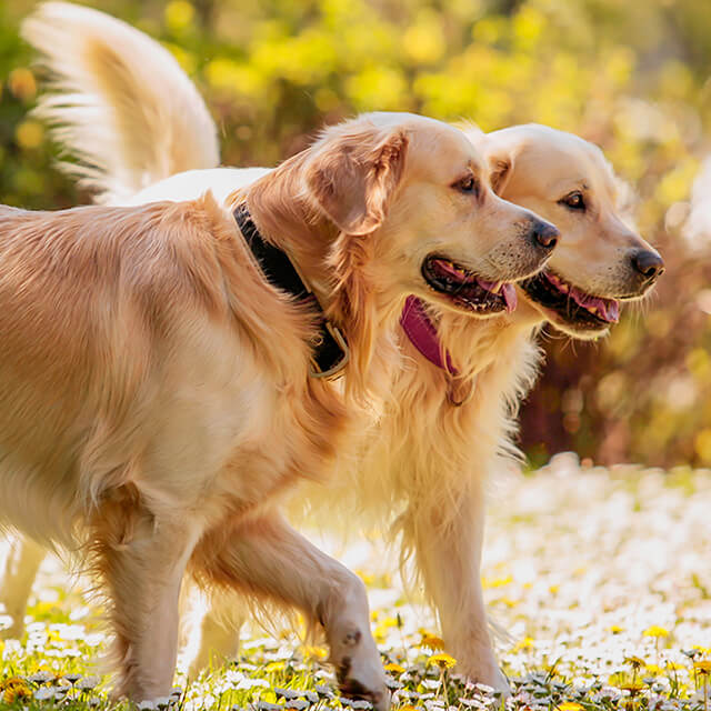 Einen erwachsenen Hund sozialisieren