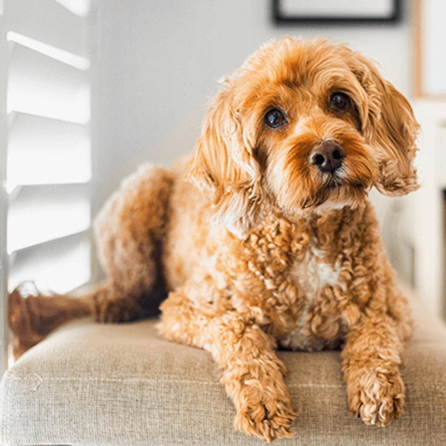 Wie können Sie Ihrem Hund das Beißen abgewöhnen