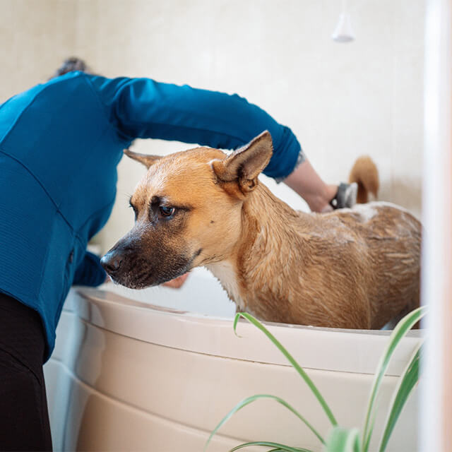 Hund wird in einer Badewanne gewaschen