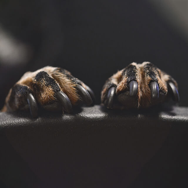 lange Nägel an den Pfoten des Hundes