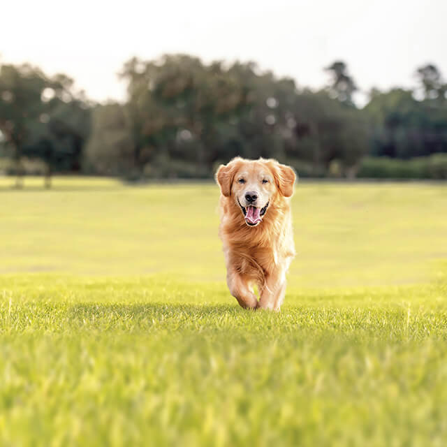 Ein glücklicher Hund auf einer Wiese