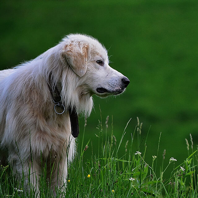 Ein Hund auf einer Wiese