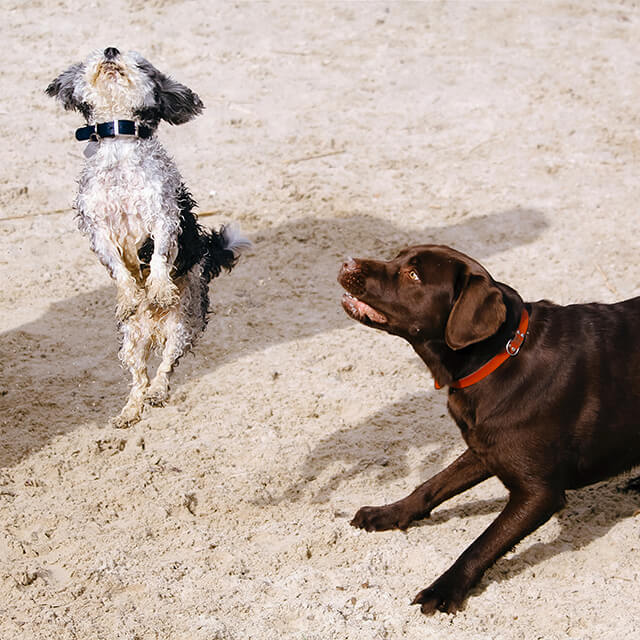 zwei springende Hunde